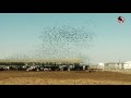 Как отпугивать птиц на фермах? - Отпугиватель птиц КОРШУН разогнал тысячи скворцов