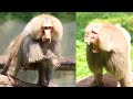 BABOON Looking For mating - Amazing Reaction  | ANIMAL LIFE