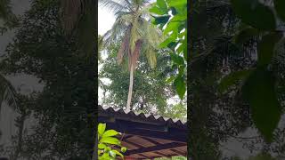 Baby Squirrel Nature Adventure – Day 2 🌿🐿️ part 2 #squirrel #petsquirrel