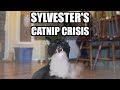 Talking Kitty Cat 61: Sylvester's Catnip Crisis