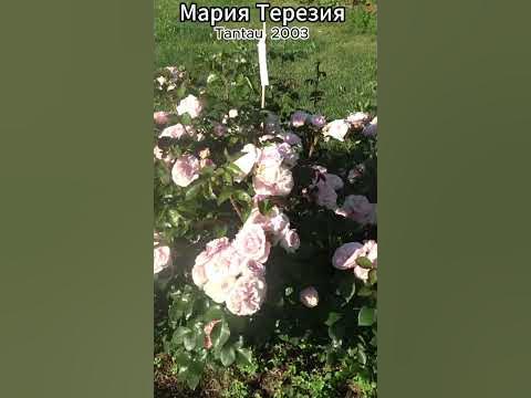 Роза Мария Терезия в продаже! 19.08.23 - YouTube
