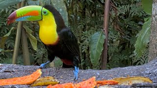 Fresh Papaya = Toucan + Barbet + Chachalaca | March 9, 2024 Panama Fruit Feeder Cam at Canopy Lodge