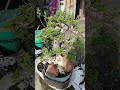 Bonsai Santigi Onderok, Santigi Medium..