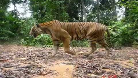 Malaysia RainForest Animal Camera Trapping - Sang Belang