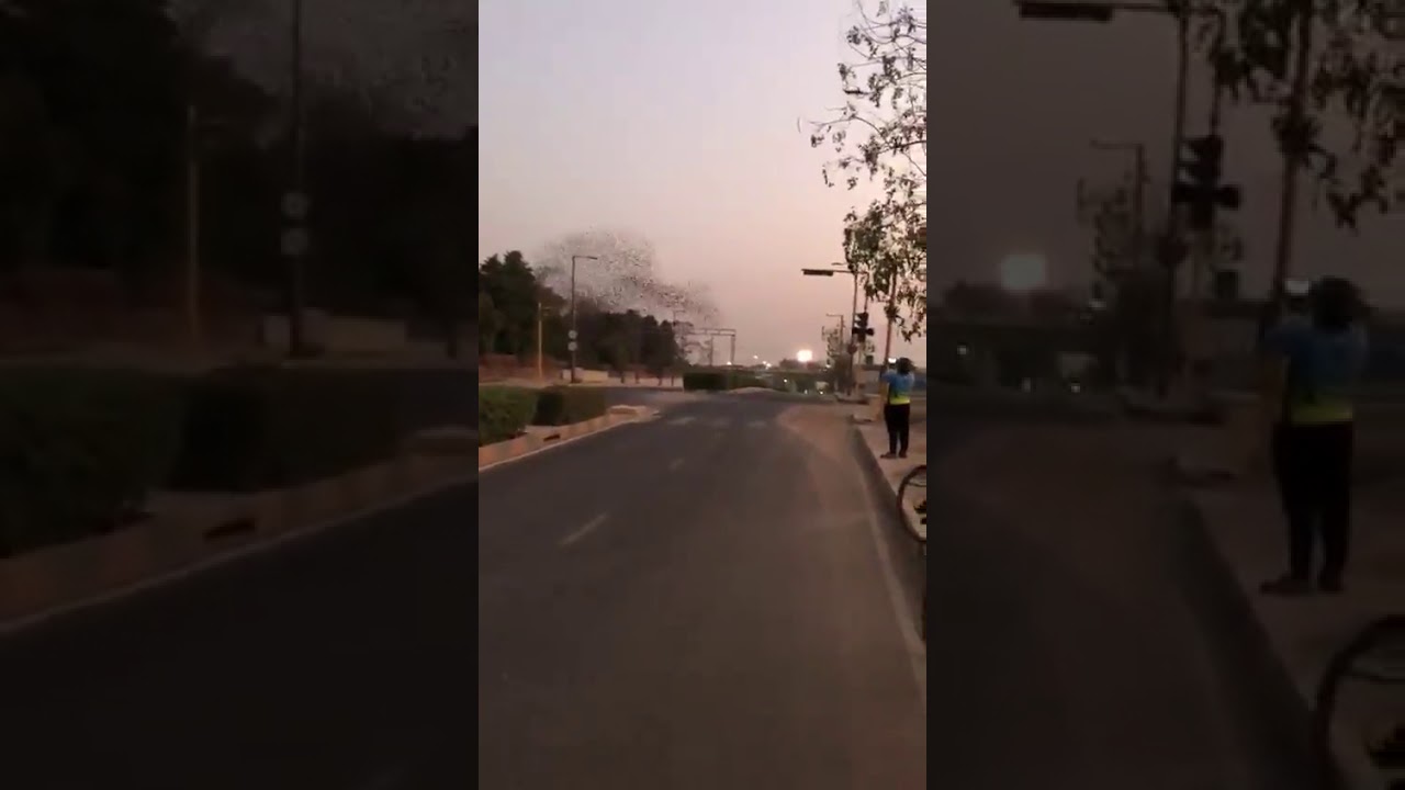 Murmeration by Rosy Starlings birds!!!