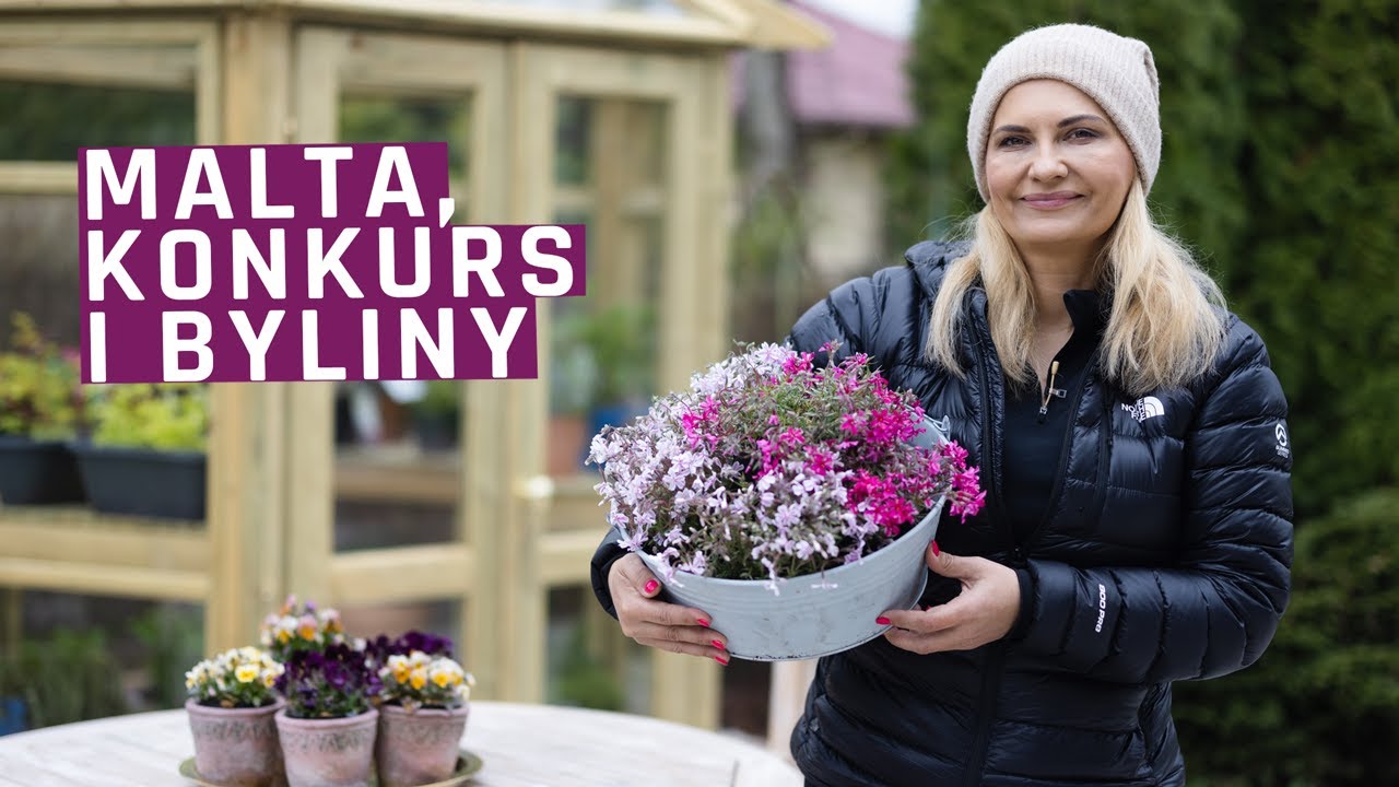 Vlog z Malty, sadzę dziś byliny - szałwie i floksy szydlaste