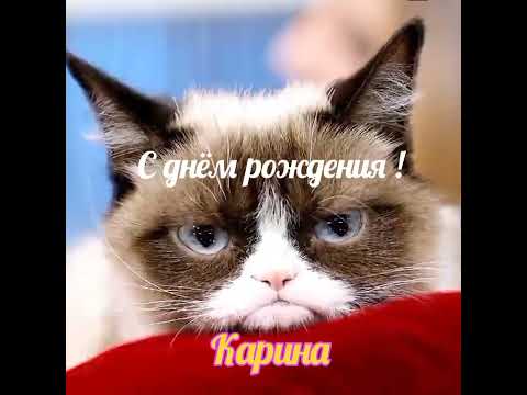 КАРИНА, С ДНЁМ РОЖДЕНИЯ!!!🌹😘❤️ #котики #коты #кошки #приколы #новинка