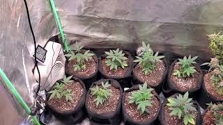 My BEST Autoflowers I've grown in nearly a decade!!