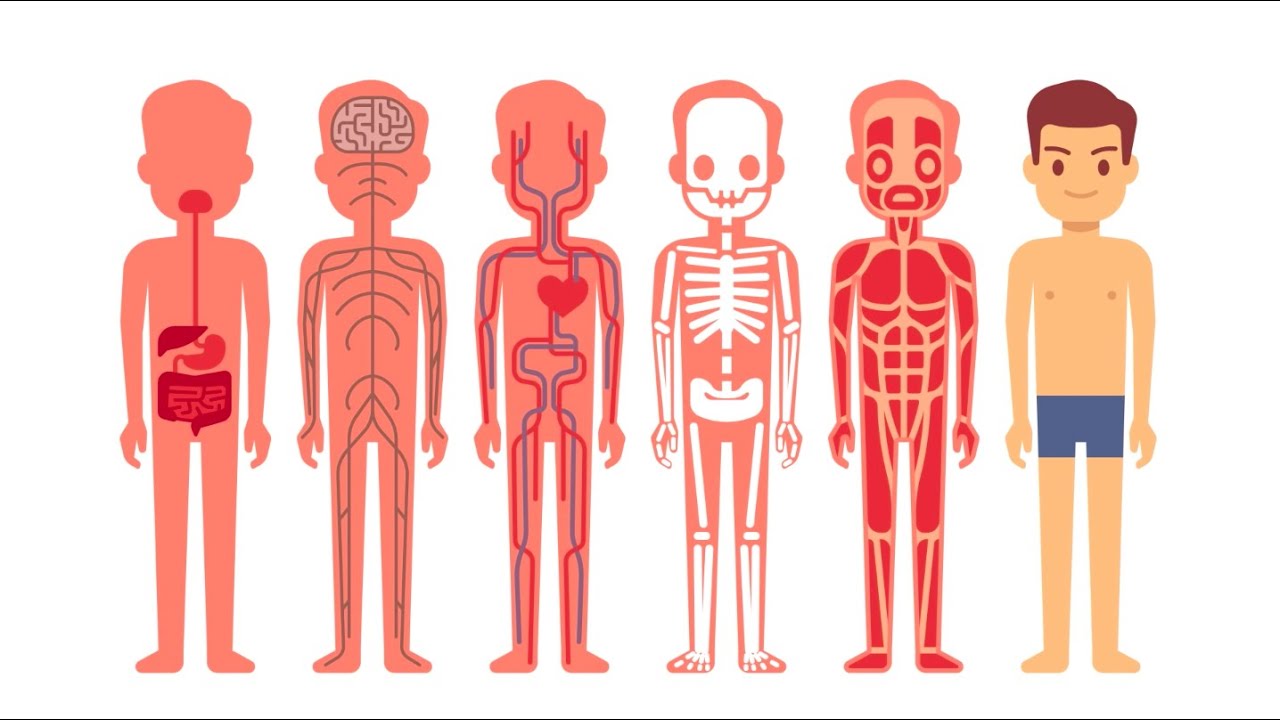 Introduction to Anatomy and Physiology - YouTube