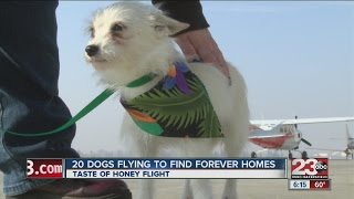 20 Adopted Dogs Flying To Find Forever Homes