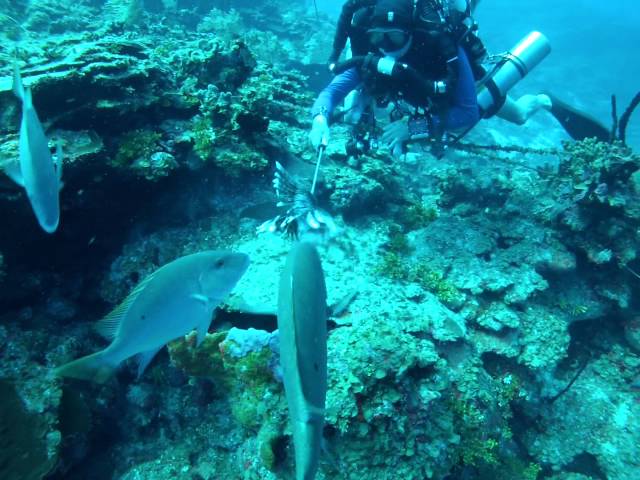 Feeding a Moray eel