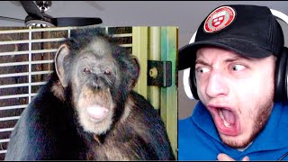 The Story of Travis the Chimp REACTION