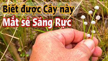 Loại Cây giúp Mắt Sáng Rực . PHAN HẢI Channel 