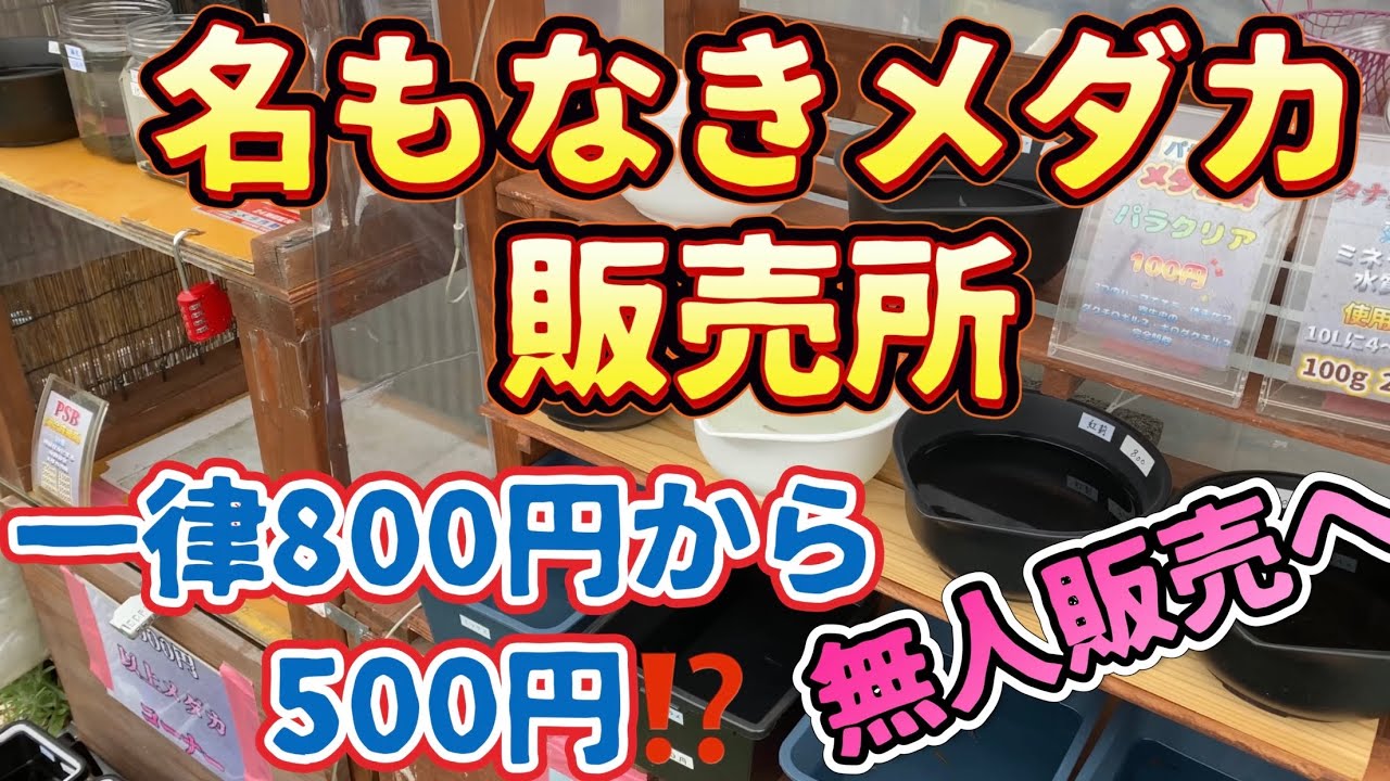 Nameless Medaka Sales Office: Flat rate of 500 yen instead of 800 