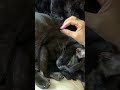 #Bloop #catsofyoutube #zoomies #sleepyboi