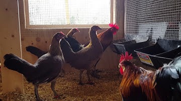 Young Qaib Qus Zoo Nraug 2017