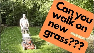 How to mow new grass | Can you walk on it?