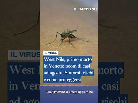 Video West Nile, primo morto in Veneto: boom di casi ad agosto. Sintomi, rischi e come proteggersi