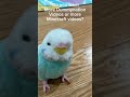 More dummynations? Or more Minecraft