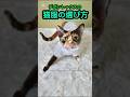 【猫服】デボンレックスの猫服 #shorts #shortvideo #デボンレックス #デボンレックス子猫 #デボンレックスブリーダー #devonrex #子猫 #goldenrex #愛知