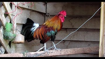 Ncig saib qaib dib zoo nkauj thiab qua zoo heev 27-10-2020