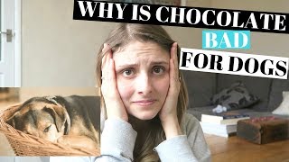 WHY IS CHOCOLATE BAD FOR DOGS - QUESTIONS ANSWERED by I.and.A 356 views 6 years ago 2 minutes, 33 seconds