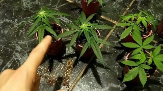 Cloning during flowering, transplants, tips and results, growing medicinal cannabis.
