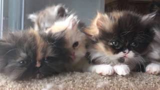 Kittens!! To be Born this week!!! by NJ family 305 views 6 years ago 1 minute, 5 seconds