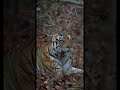 Pattewala male TIGER @kanha national park 29/05/2025