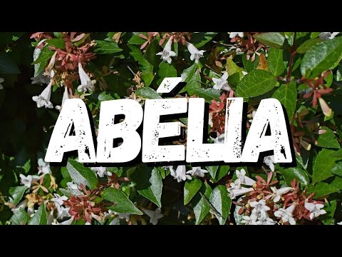 Vidéo: Abélia