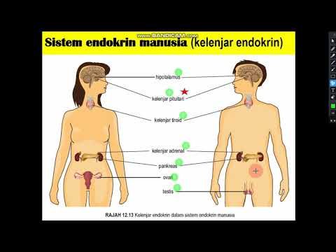 BAB 3: 3.3 PERANAN HORMON DALAM MANUSIA (Bahagian 1)