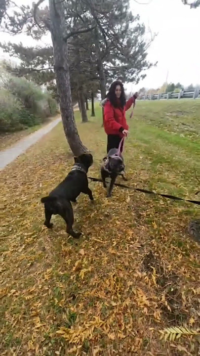 Cane corso Chi-chi needed an extra run today 🐾❤️🐾#canecorso #mastiff #corso #dog #dogmom #family