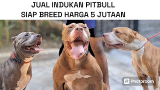 INDUKAN PITBULL LAGI LOOP HARGA 5 JUTAAN ‼️ RATU PITBULL PENSIUN MAIN ANJING ‼️