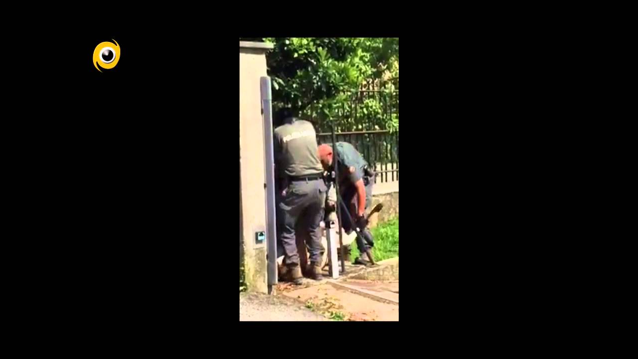 Un cervo maschio a spasso per Lurano