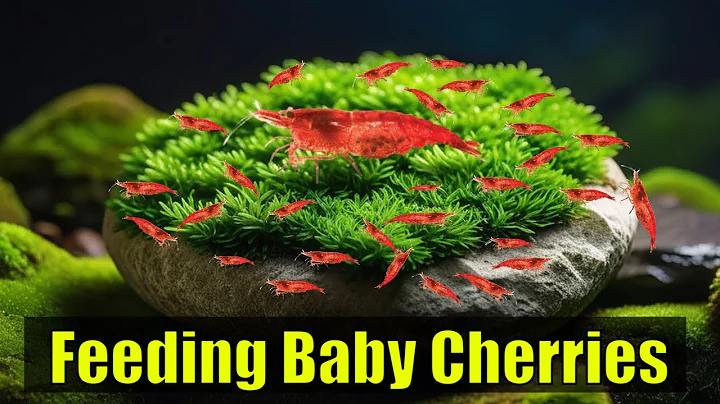 Cách cho ăn tôm cherry non nhỏ