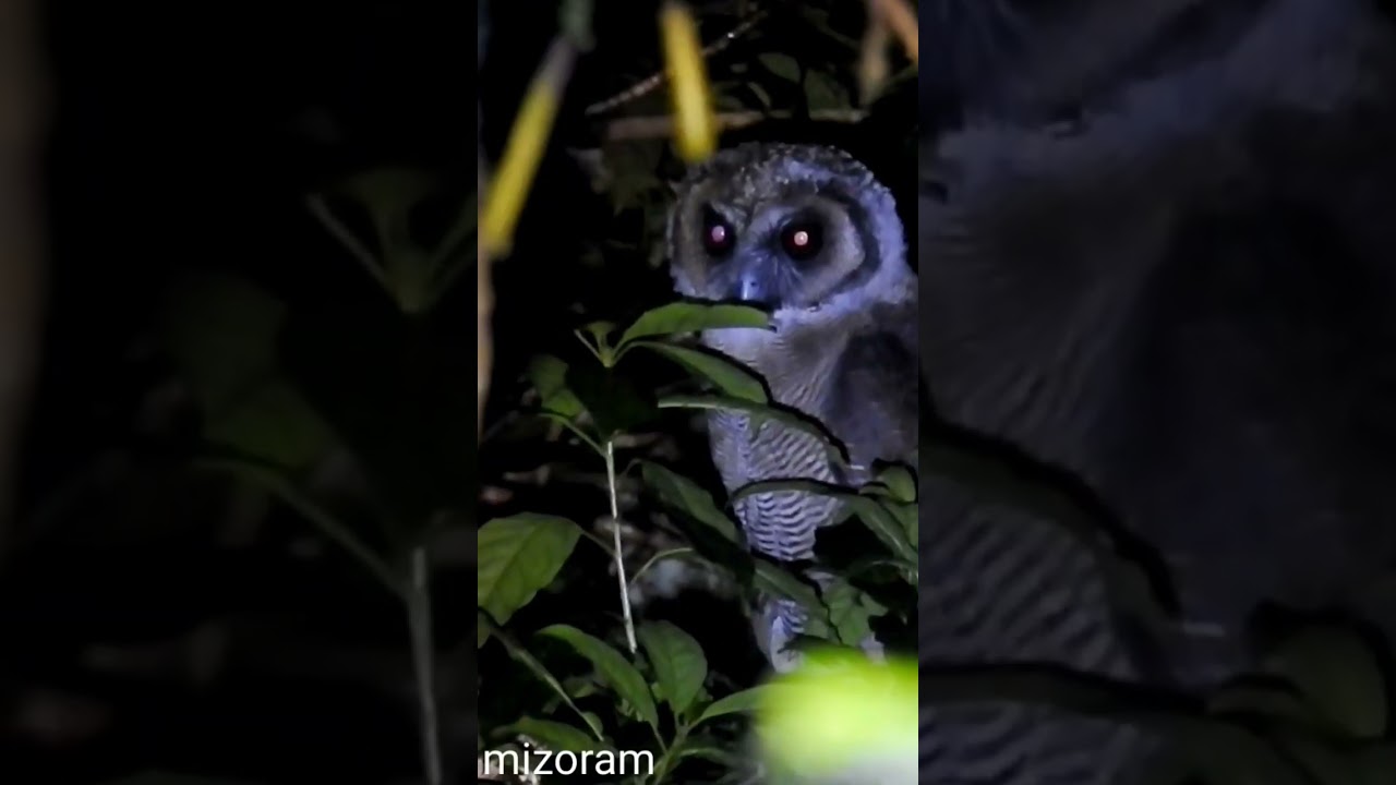 Brown wood owl call slowed, chingpirinu