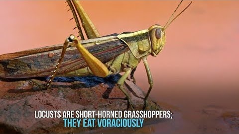 Watch the Destruction of a PLAGUE OF LOCUSTS | Unbelievable!!!!