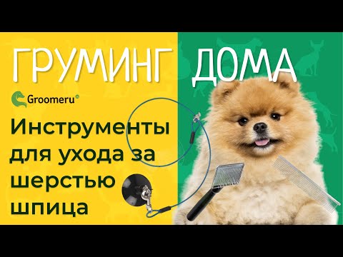 Уход за собакой: груминг щенка шпица в домашних условиях, уход за шерстью, необходимые инструменты