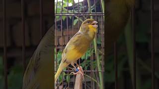 Bird Sounds Funny Animals