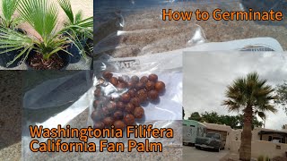How To Germinate California Fan Palm from seeds! ( Washingtonia Filifera )