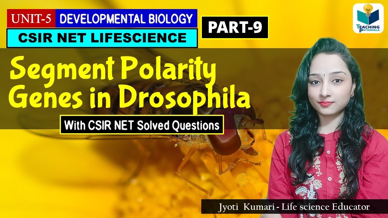SEGMENT POLARITY GENE (LESSON #2)|DEVELOPMENTAL BIOLOGY OF DROSOPHILA ...