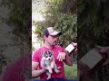 Nos Amours de Pomsky avec Tik Tok le bonheur de les avoirs