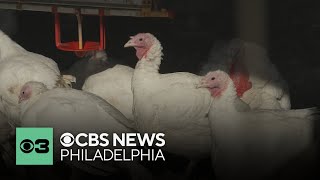 Why Turkey prices are expected to be up to 40% higher ahead of Thanksgiving