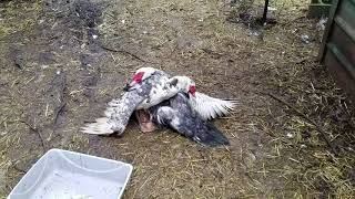 BIG MUSCOVY DUCK FIGHT