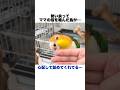 飼い主の指を噛んだ直後のインコの反応が切なすぎる...w【シロハラインコ】 #shorts