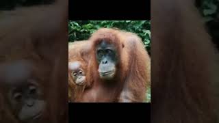Orangutan Mother And Baby.
