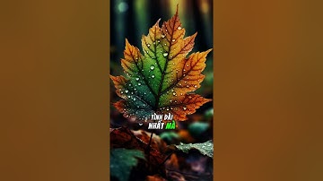 NHỮNG NGƯỜI THẾ HỆ 7 X…#tritue #daolycuocsong #tuduy #đạolý #baihoccuocsong 