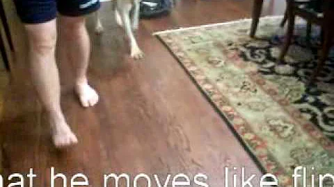 Dewey the Foster Boxer -