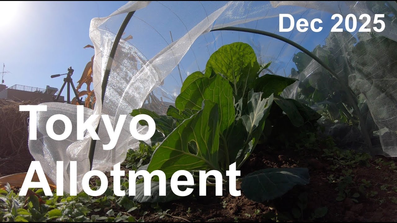 Tokyo Allotment - Dec 2025