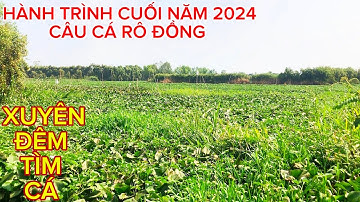 Chuyến Câu CÁ RÔ ĐỒNG Và CÁ TRÊ Cuối Cùng Của Năm 2024 / Câu Toàn CÁ RÔ Hugo @Caucalongan62